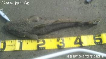 マゴチ