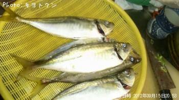 アジ