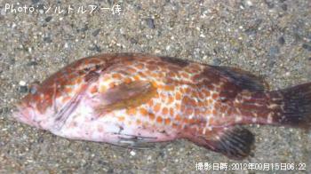 キジハタ