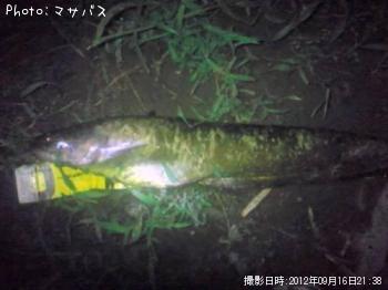 ナマズ　ブラックバス