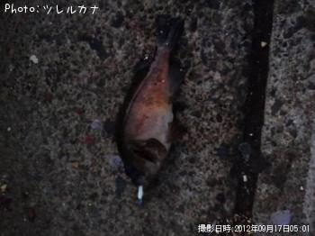メバル