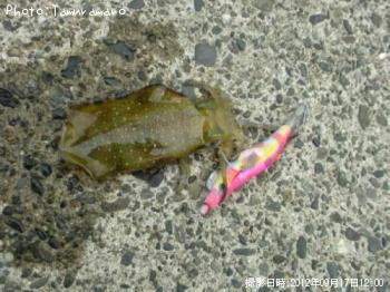 アオリイカ