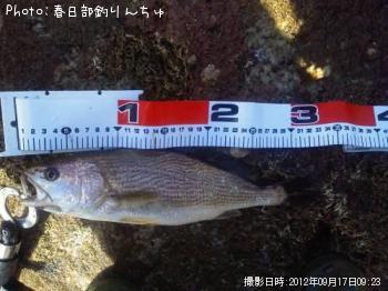 イシモチ