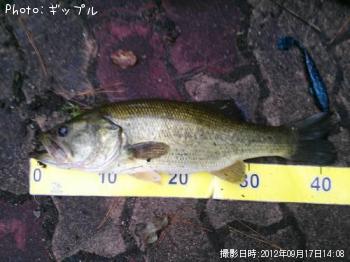 ブラックバス