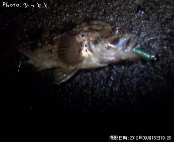 クロソイ