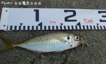 アジ