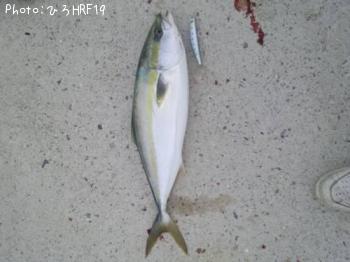 ハマチ