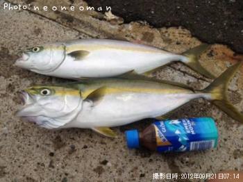 ʥ