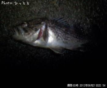クロソイ