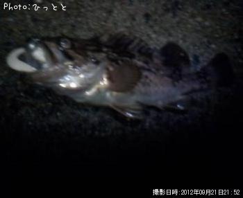 クロソイ