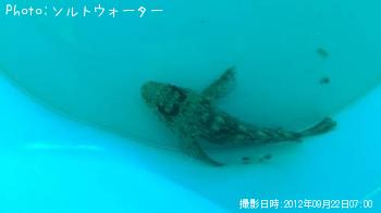 ʥ