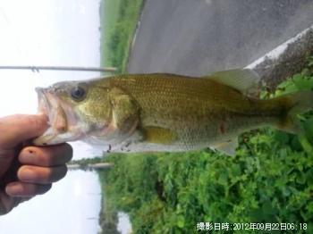ブラックバス