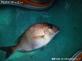 真鯛