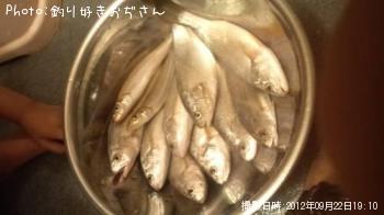 イシモチ、キス