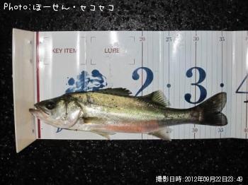 シーバス