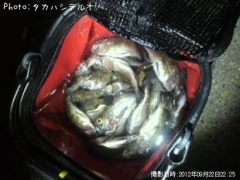 メバル