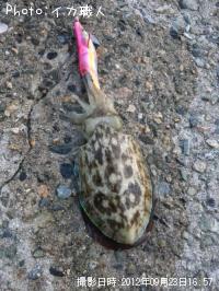 コウイカ