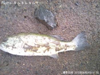 ブラックバス