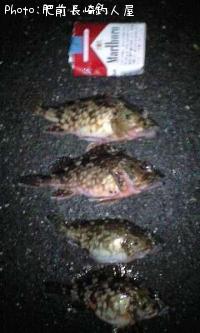カサゴ