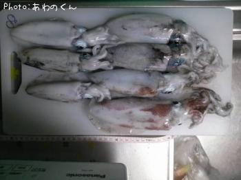 アオリイカ