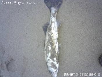シーバス