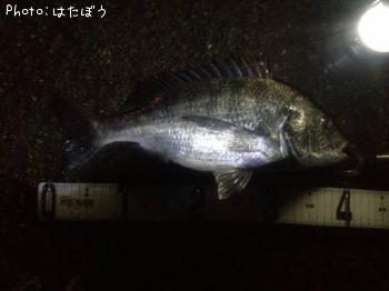 黒鯛