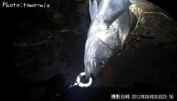 シーバス