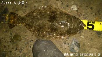ヒラメ