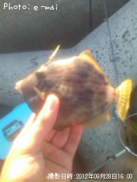 カワハギ