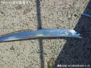 太刀魚