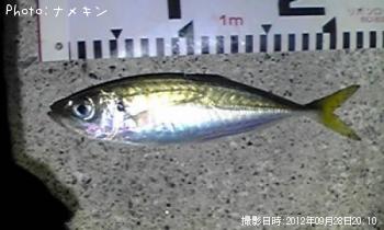 あじ