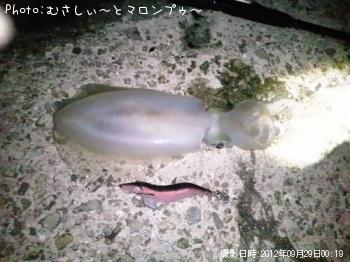 アオリイカ