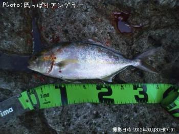 ショゴ