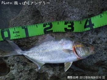 ショゴ