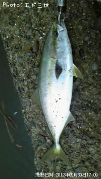 ʥ