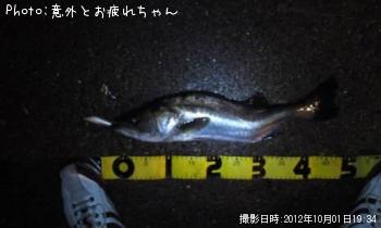 シーバス