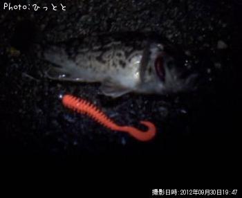 クロソイ