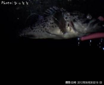 クロソイ