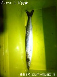 カマス