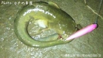 ナマズン