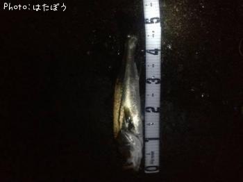 シーバス