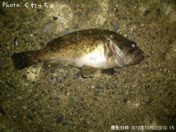 クロソイ