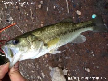 ブラックバス