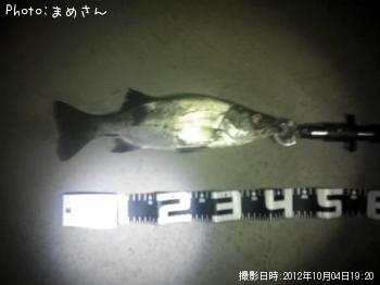 シーバス