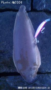 舌ビラメ