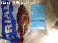 ガシラ？