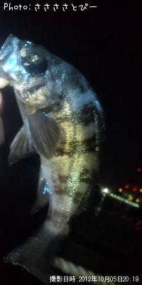 メバル