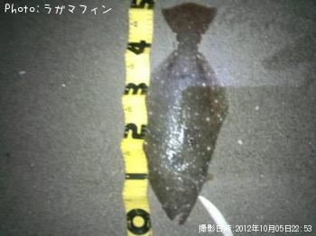 ヒラメ