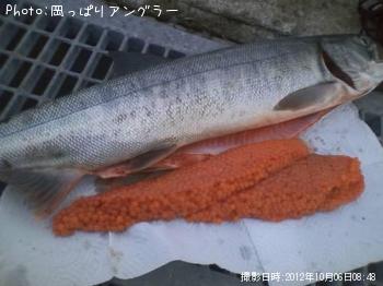 鮭