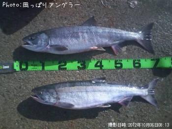 鮭